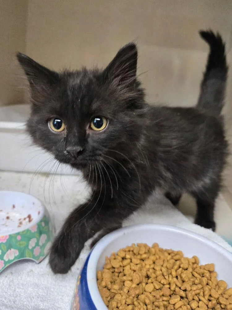 A baby small-sized female Domestic Short Hair cat named Lovie for adoption in Thornton, CO