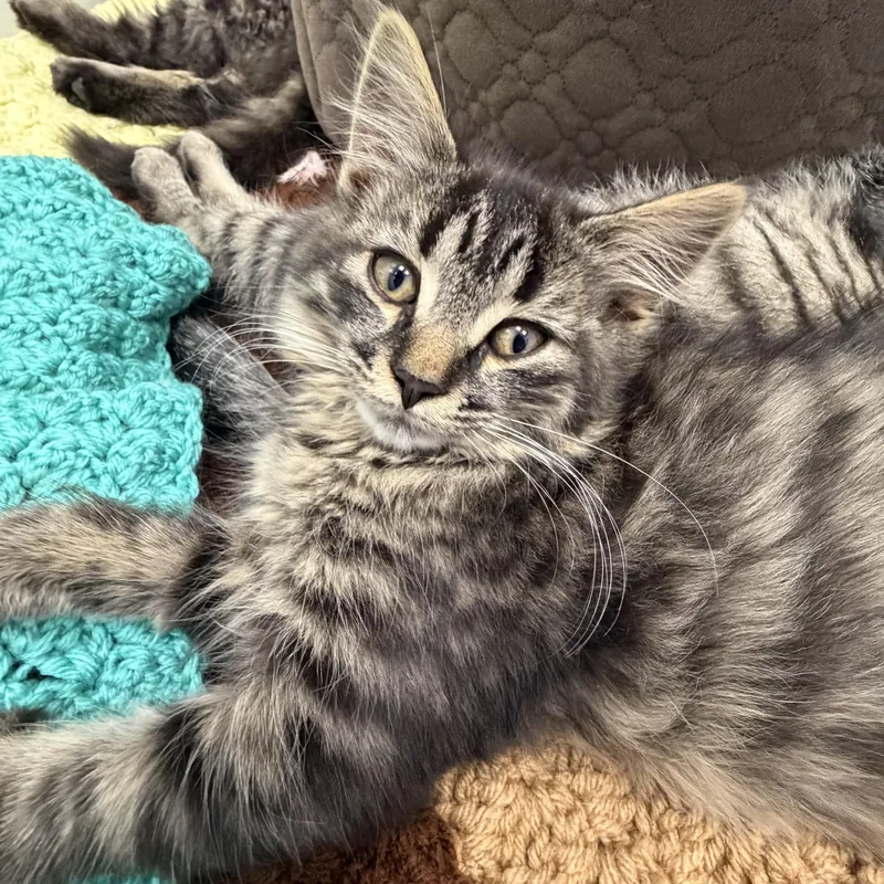 A baby medium-sized female Domestic Long Hair cat named Cordelia for adoption in Cooperstown, NY