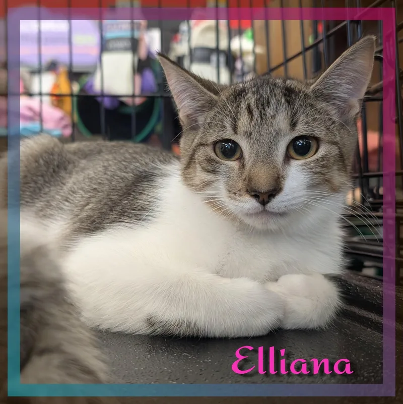 A baby medium-sized female Tabby (Brown / Chocolate) Domestic Short Hair cat named Elliana for adoption in Great Mills, MD