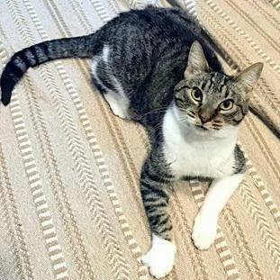 An adult medium-sized female Brown / Chocolate Domestic Short Hair cat named Elastigirl for adoption in San Francisco, CA