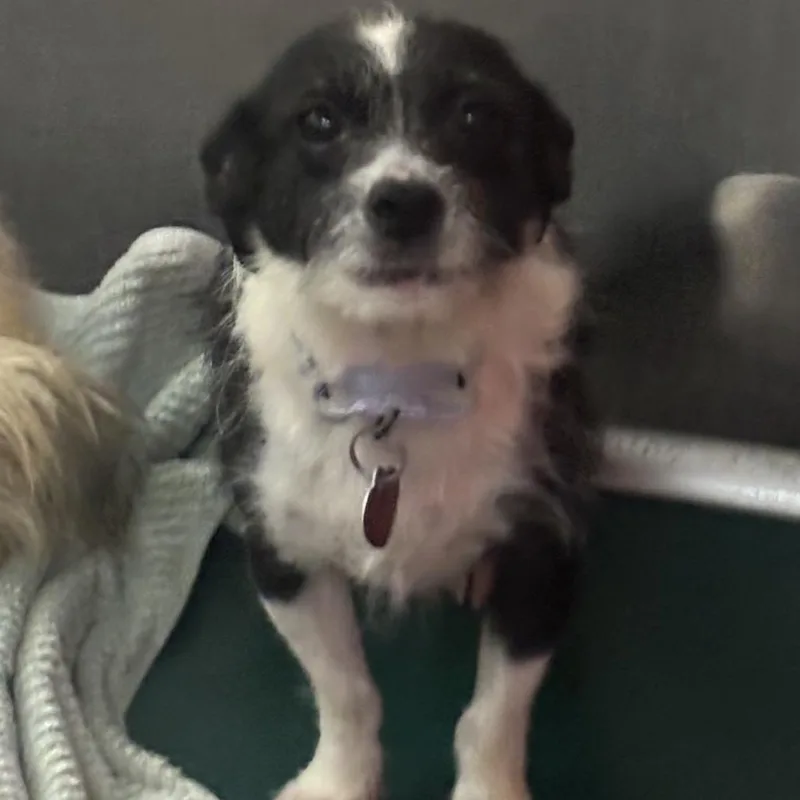An adult small-sized female White / Cream Terrier dog named Vesper for adoption in Point Richmond, CA