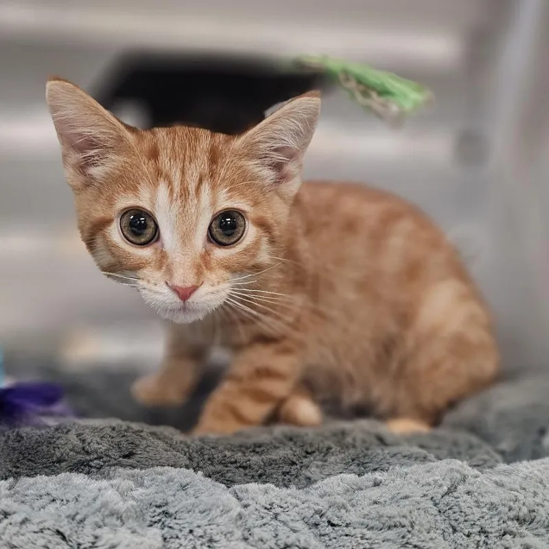 A baby small-sized female Orange / Red Domestic Short Hair cat named Syrax for adoption in Lynchburg, VA