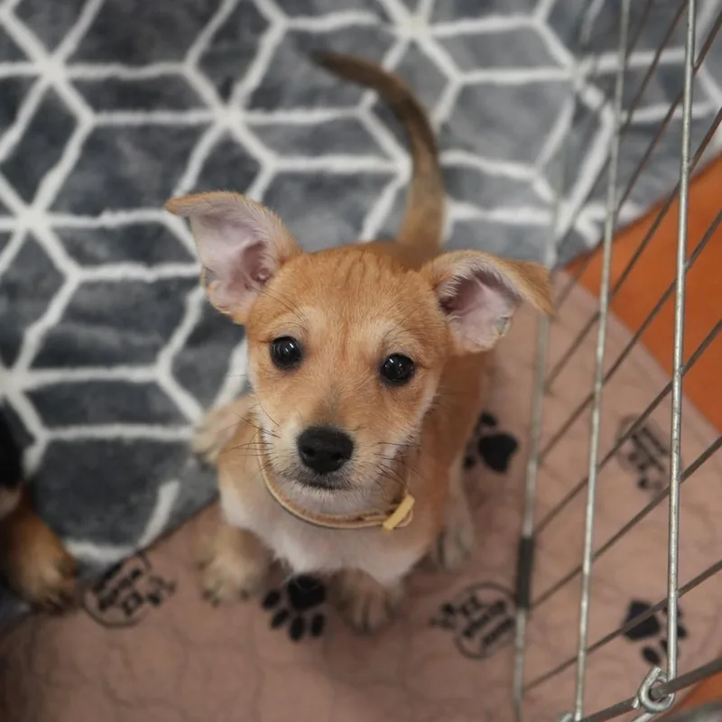 A baby small-sized female Chihuahua dog named Ginger for adoption in Coachella, CA