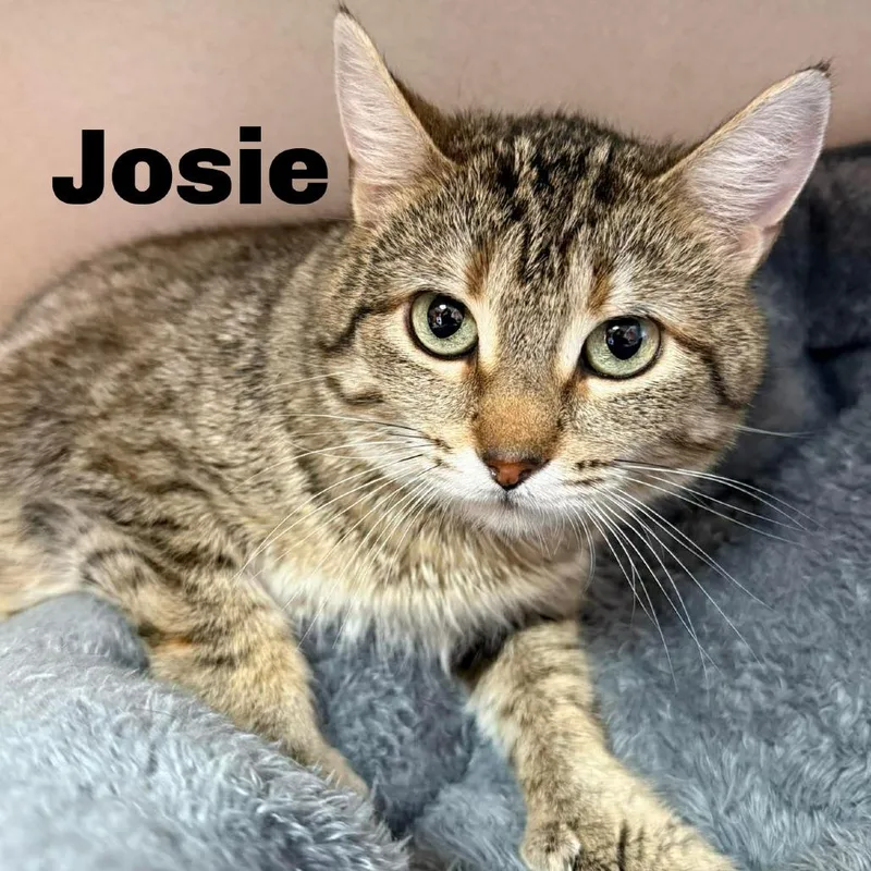 Josie