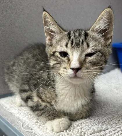A young small-sized male Domestic Short Hair cat named Jim Bob for adoption in Phoenix, AZ
