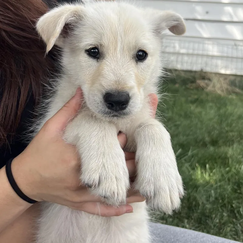 Merlin