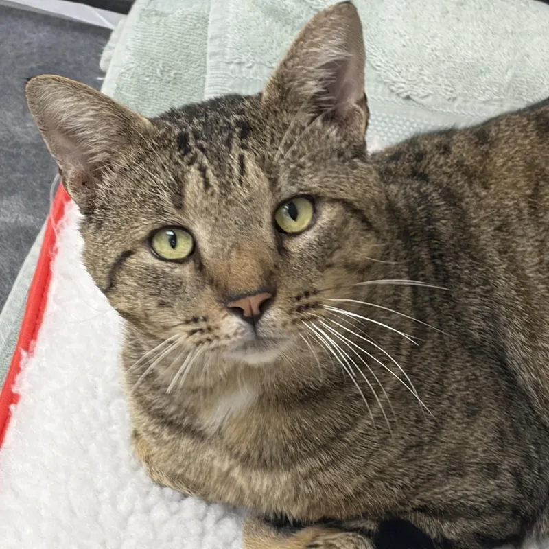 A young large-sized male Tabby (Buff / Tan / Fawn) Domestic Short Hair cat named Chadwick for adoption in Medford, MA