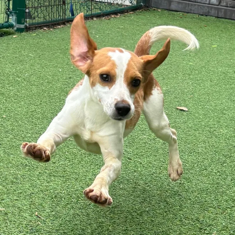 An adult small-sized male Beagle dog named Toby for adoption in Lauderhill, FL