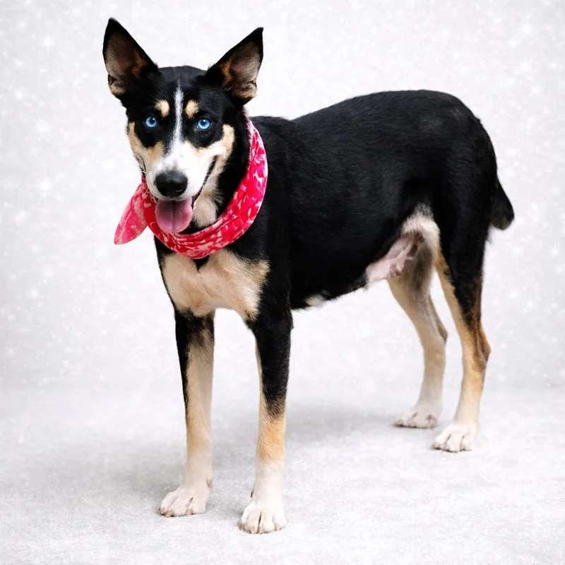 Sapphire thumbnail 3