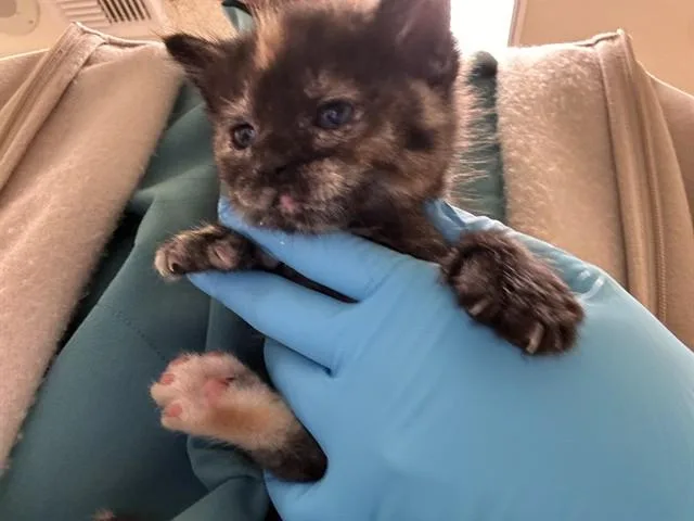 A baby small-sized female Domestic Short Hair cat named Boe Peep for adoption in Riverside, CA
