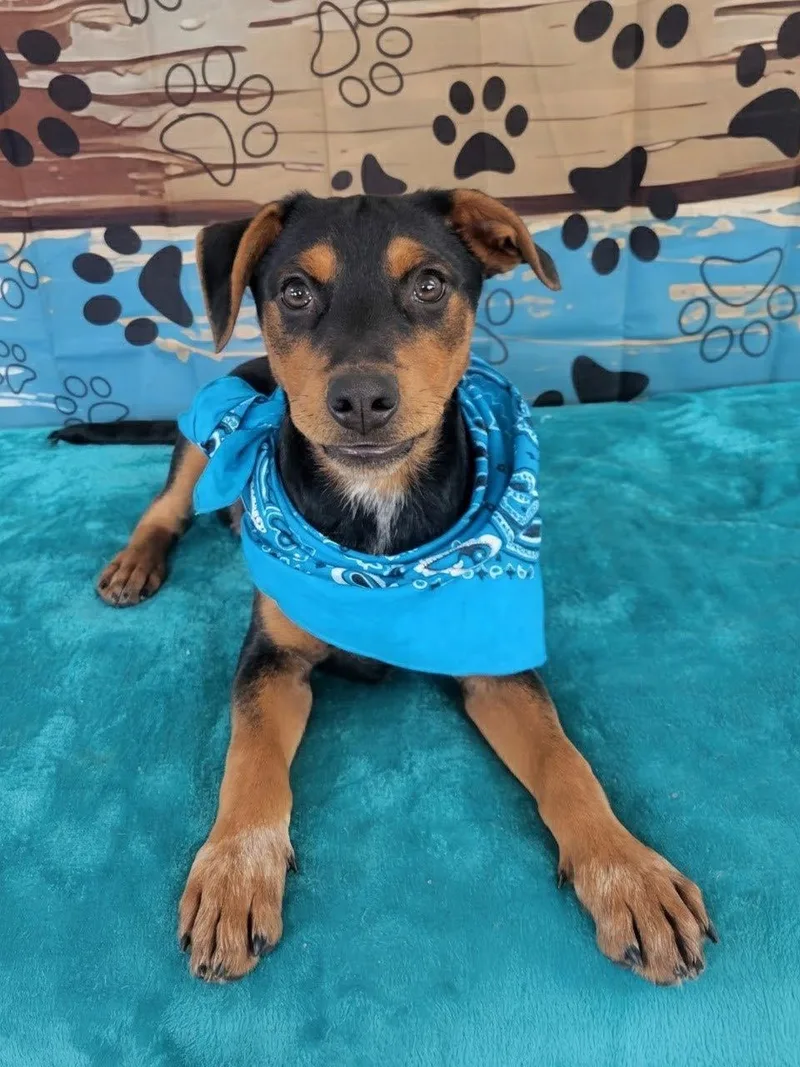 A baby medium-sized male Labrador Retriever dog named Cricket for adoption in Mount Laurel, NJ