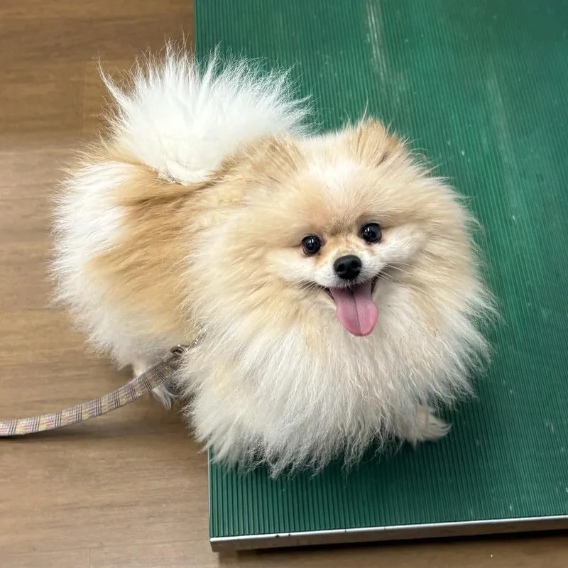 Teddy