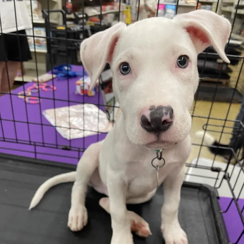 A baby medium-sized male White / Cream Catahoula Leopard Dog dog named Kermit for adoption in Waggaman, LA