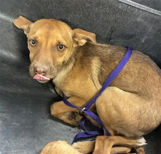 A baby large-sized female German Shepherd Dog dog named Ethel for adoption in Phoenix, AZ