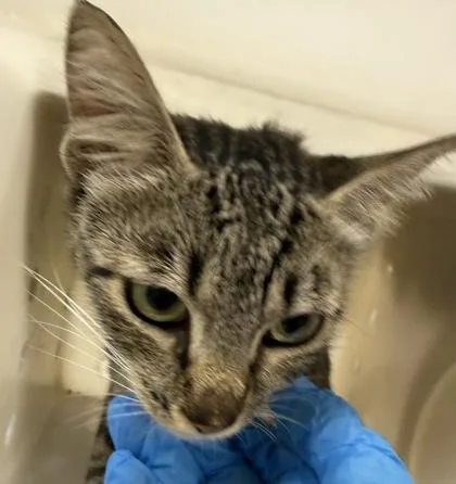 A baby small-sized female Domestic Short Hair cat named Ming for adoption in Honolulu, HI