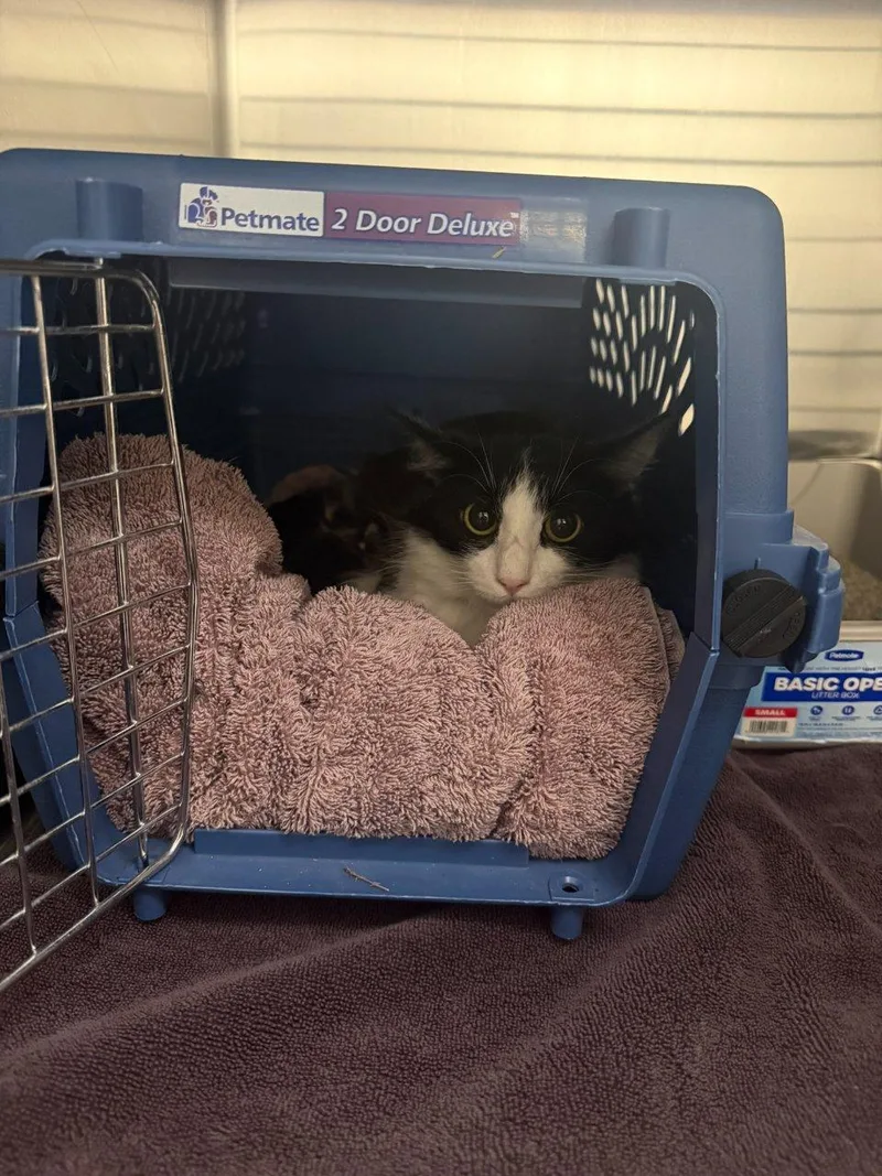 A young small-sized female Domestic Medium Hair cat named Oink for adoption in Raleigh, NC