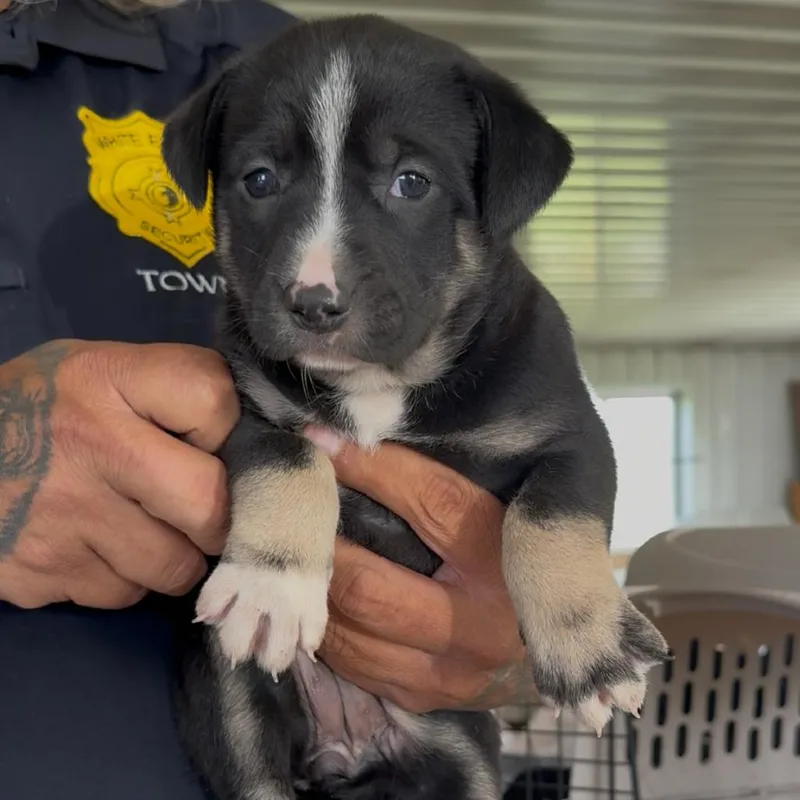 A baby small-sized female Black Pit Bull Terrier dog named Gyrlee for adoption in Detroit Lakes, MN