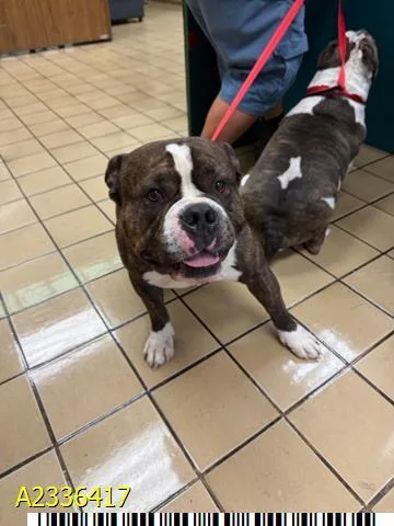 An adult medium-sized male Mixed Breed dog named Freddie for adoption in West Palm Beach, FL