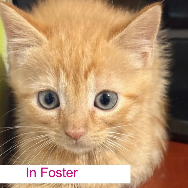 A baby small-sized female Orange / Red Domestic Short Hair cat named Hazel for adoption in Chapel Hill, NC