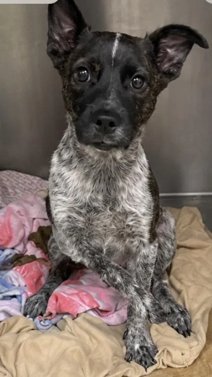 A young medium-sized female Australian Cattle Dog / Blue Heeler dog named Fawna for adoption in Gulfport, MS
