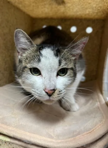 An adult small-sized female Domestic Short Hair cat named Adele for adoption in Missoula, MT