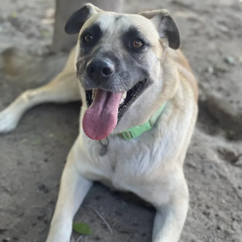 An adult medium-sized female Yellow / Tan / Blond / Fawn Shepherd dog named Azalea for adoption in Riverside, CA