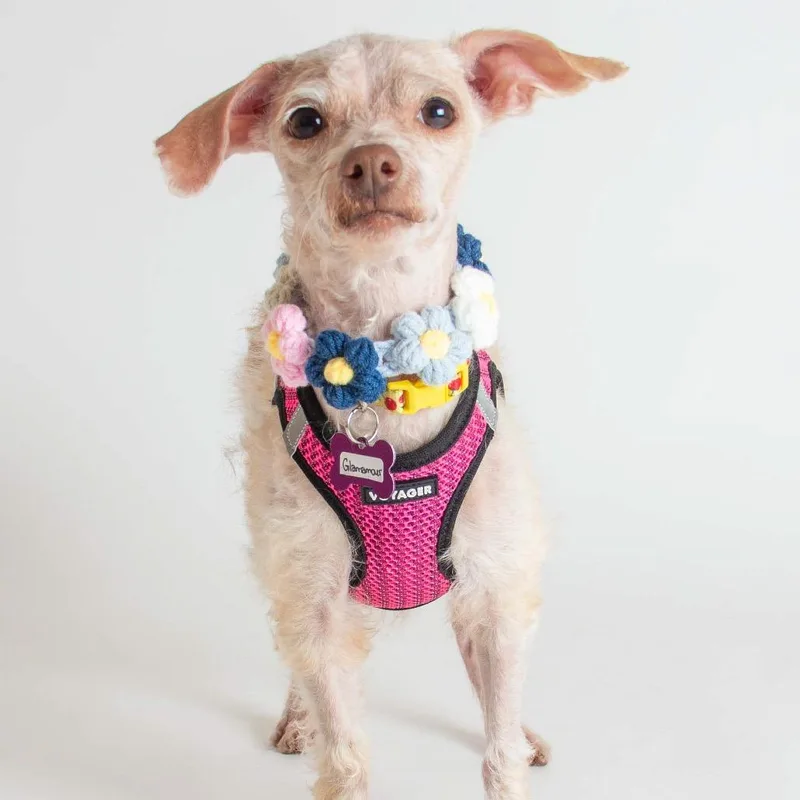 A senior small-sized female White / Cream Miniature Poodle dog named Glamamour for adoption in San Francisco, CA