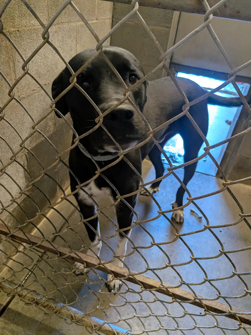 A young large-sized male Great Dane dog named Rubric for adoption in Hermiston, OR
