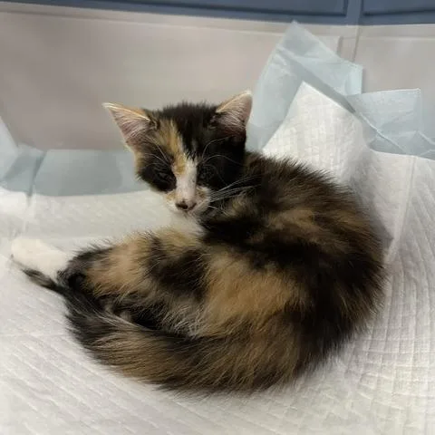 A baby small-sized female Calico Domestic Short Hair cat named Pearl for adoption in Indianapolis, IN