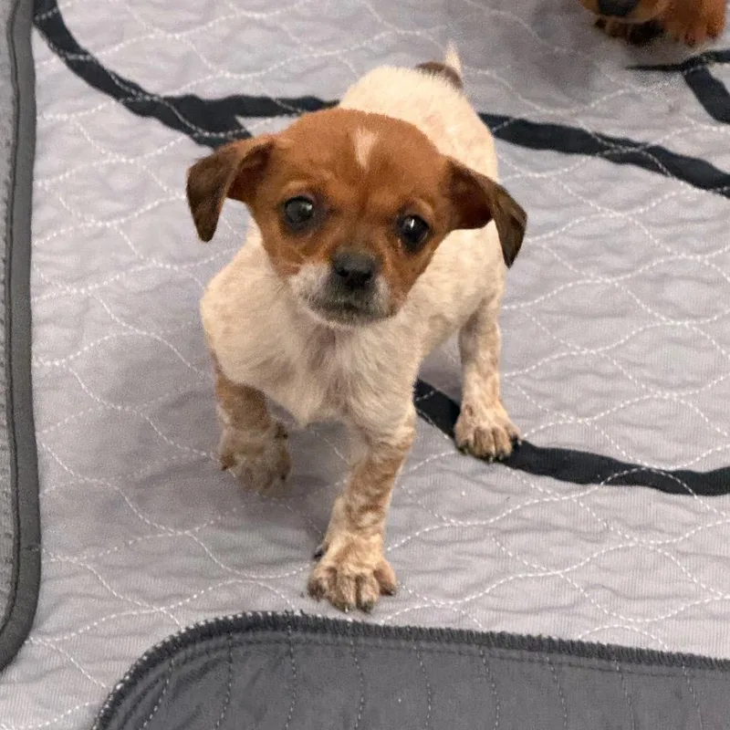 A baby small-sized female White / Cream Mixed Breed dog named Lucy for adoption in Southside, TN
