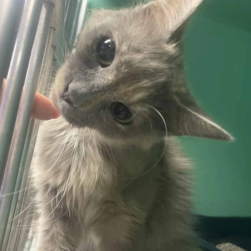 An adult medium-sized female Dilute Tortoiseshell Domestic Medium Hair cat named Remedy for adoption in Holly, MI