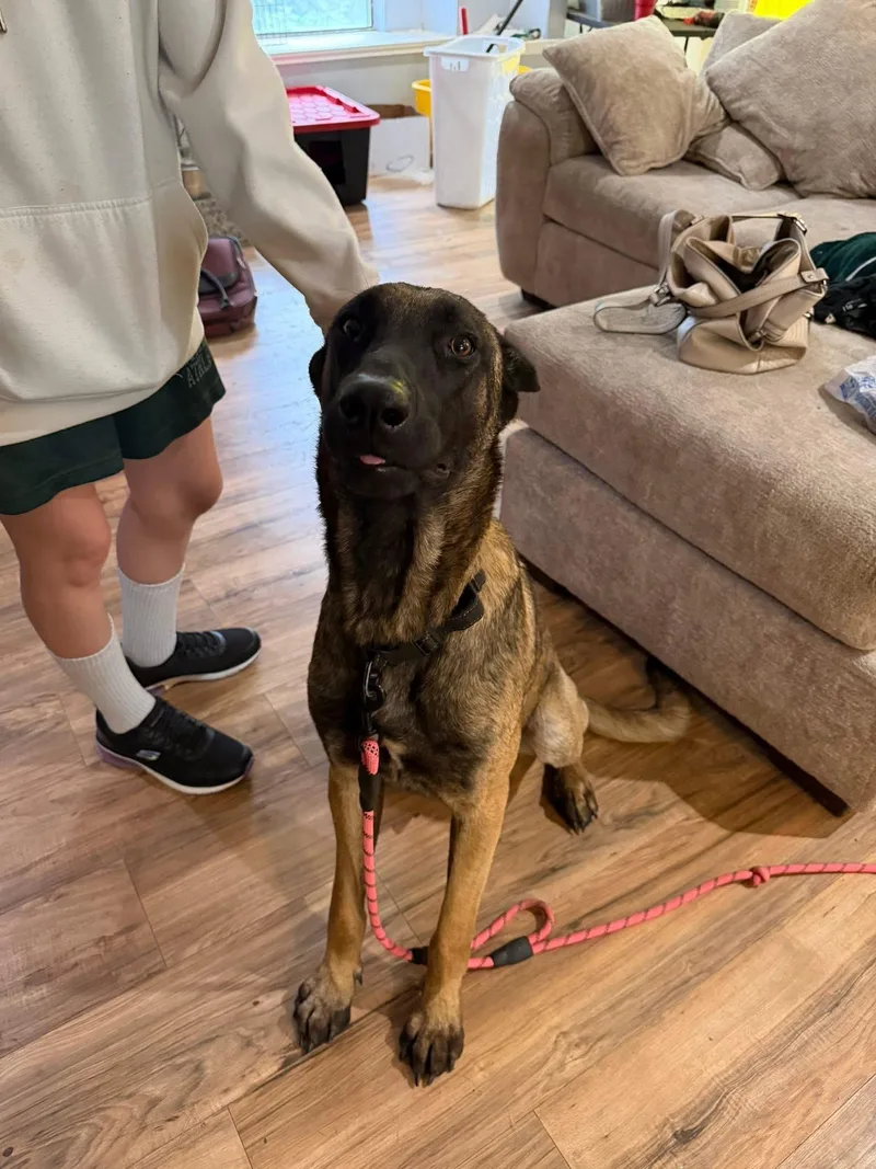 A young large-sized male Bicolor Belgian Shepherd / Malinois dog named Bruce Wayne for adoption in Mico, TX