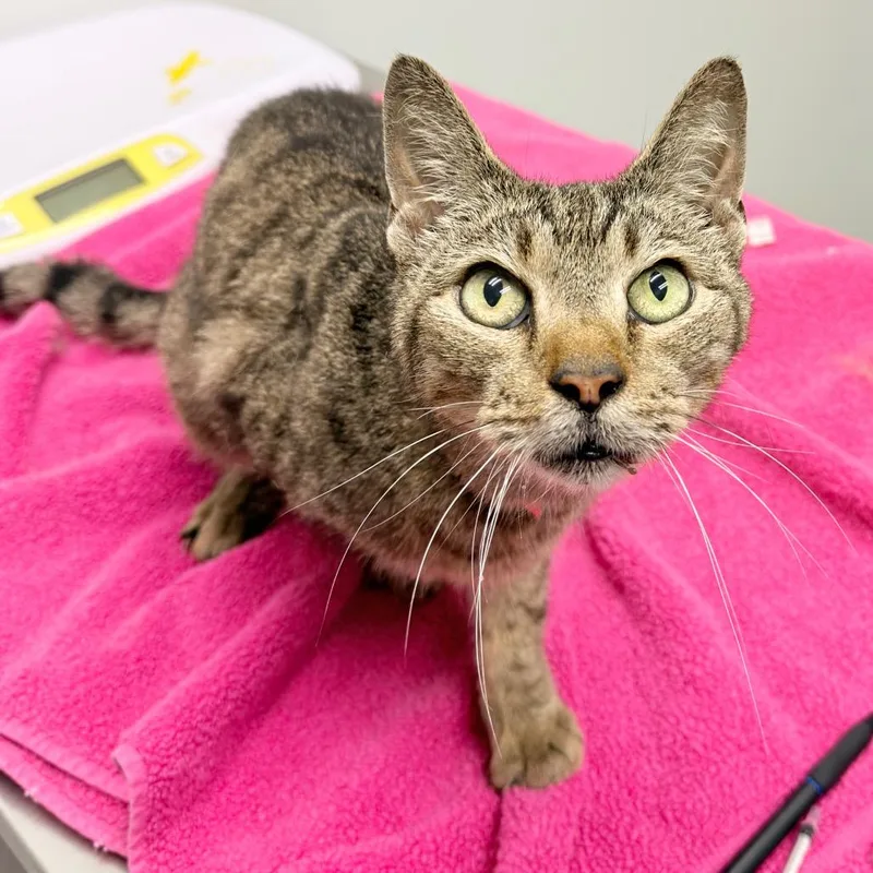 A senior medium-sized male Brown / Chocolate Domestic Short Hair cat named Carlos for adoption in Jacksonville, FL