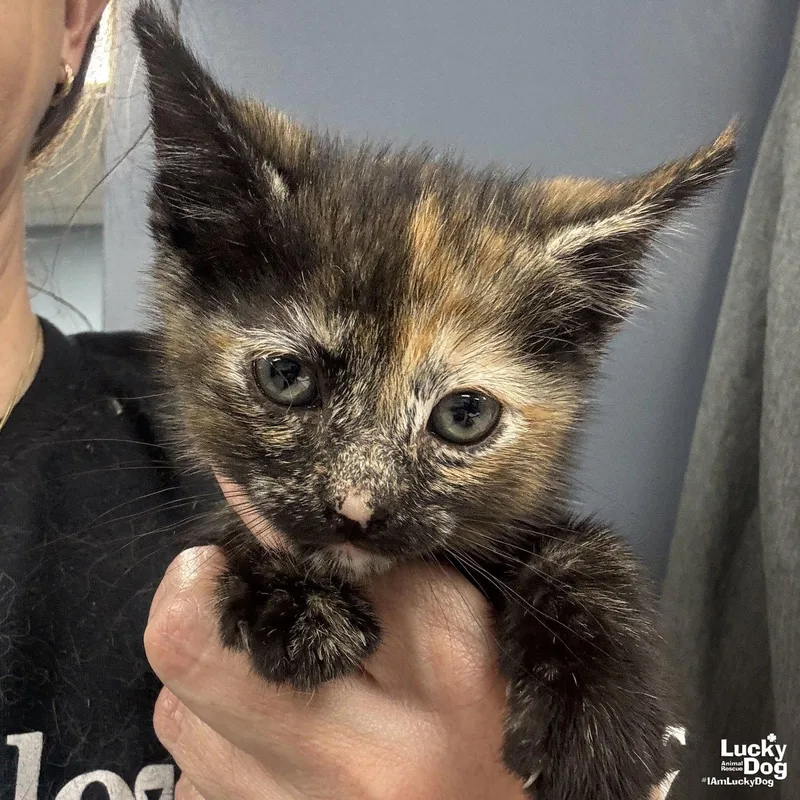 A baby medium-sized female Domestic Short Hair cat named My Twilight Sparkle for adoption in Washington, DC