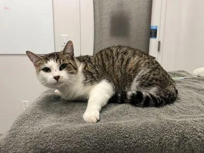 An adult medium-sized female Brown / Chocolate Domestic Short Hair cat named Sycamore for adoption in Kansas City, MO