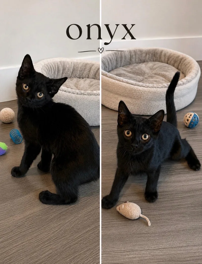 A baby medium-sized female Black Domestic Short Hair cat named Onyx for adoption in Medina, OH