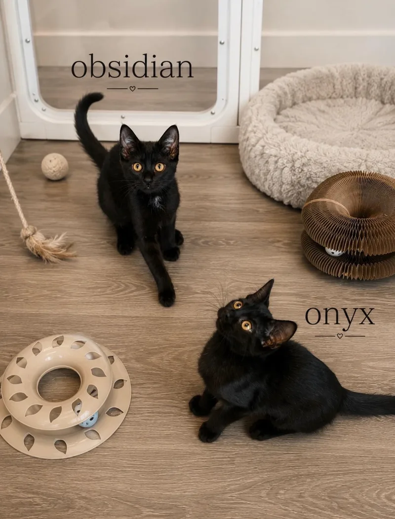Onyx thumbnail 2