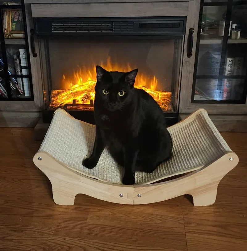 An adult medium-sized male Domestic Short Hair cat named Dash for adoption in Puyallup, WA