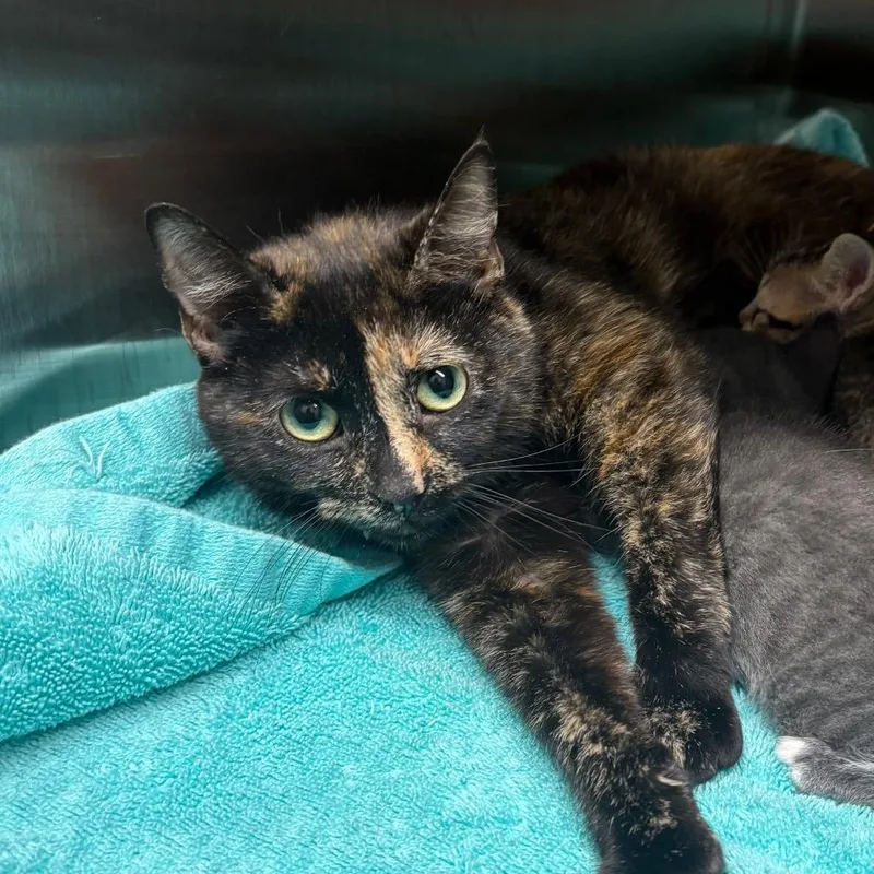 A young small-sized female Calico Domestic Short Hair cat named Day At The Pool for adoption in Morganton, NC