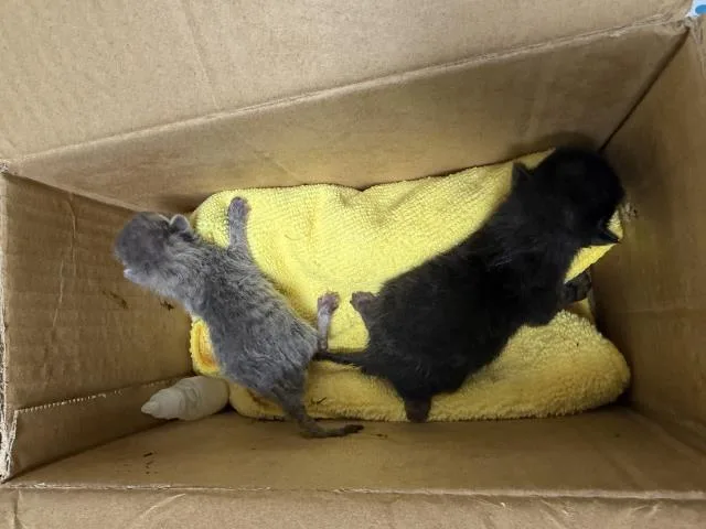A baby small-sized male Domestic Short Hair cat named A for adoption in Riverside, CA