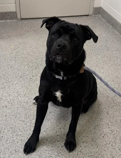 An adult large-sized male American Staffordshire Terrier dog named Big Mac for adoption in Fishers, IN