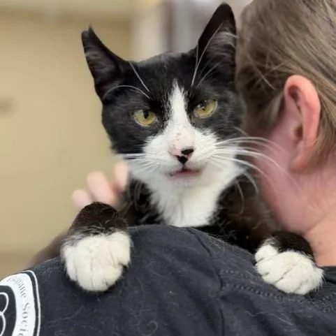 An adult medium-sized male Domestic Short Hair cat named Maddox for adoption in Myerstown, PA