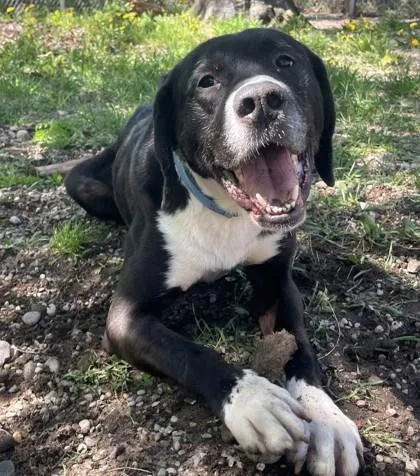 Maximus