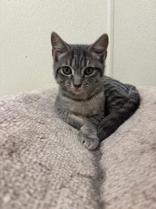 A young medium-sized male American Shorthair cat named Gizmo for adoption in Cashiers, NC