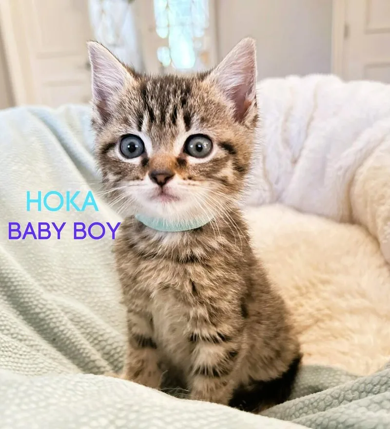 A baby small-sized male Gray & White Domestic Short Hair cat named Hoka for adoption in Mooresville, NC