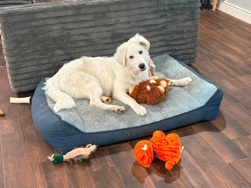 A young large-sized male Great Pyrenees dog named Blaze and Blitz Bonded for adoption in Houston, TX