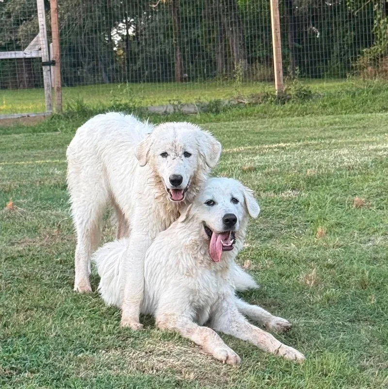Blaze and Blitz Bonded thumbnail 3