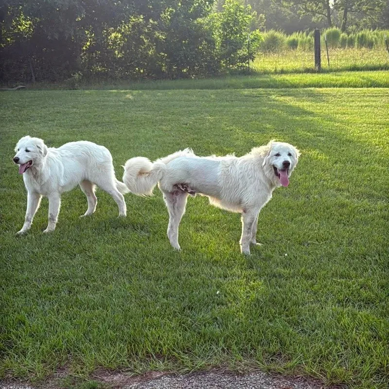 Blaze and Blitz Bonded thumbnail 5