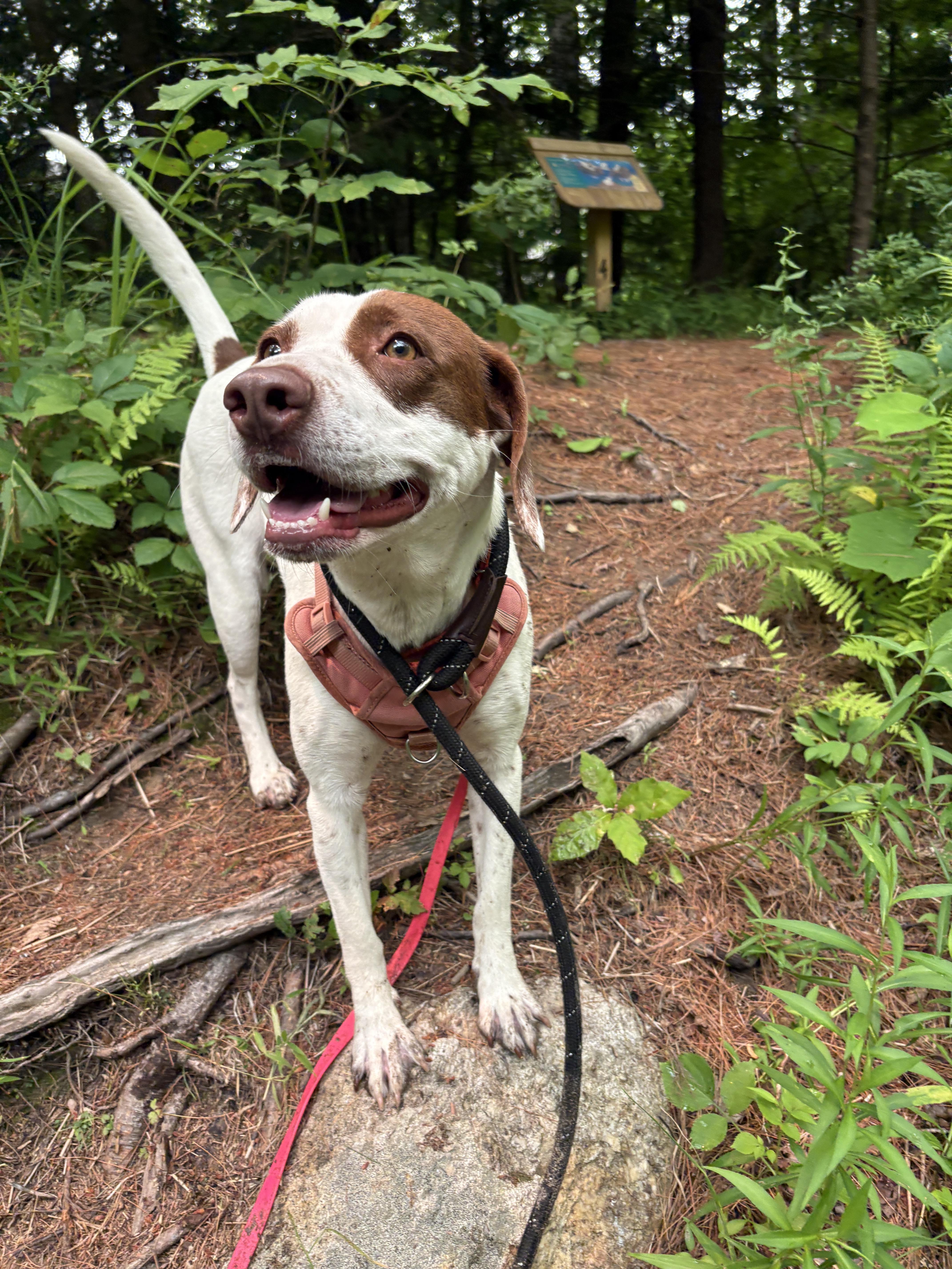 A young medium-sized female Brown / Chocolate Pointer dog named Darcy for adoption in New Boston, NH
