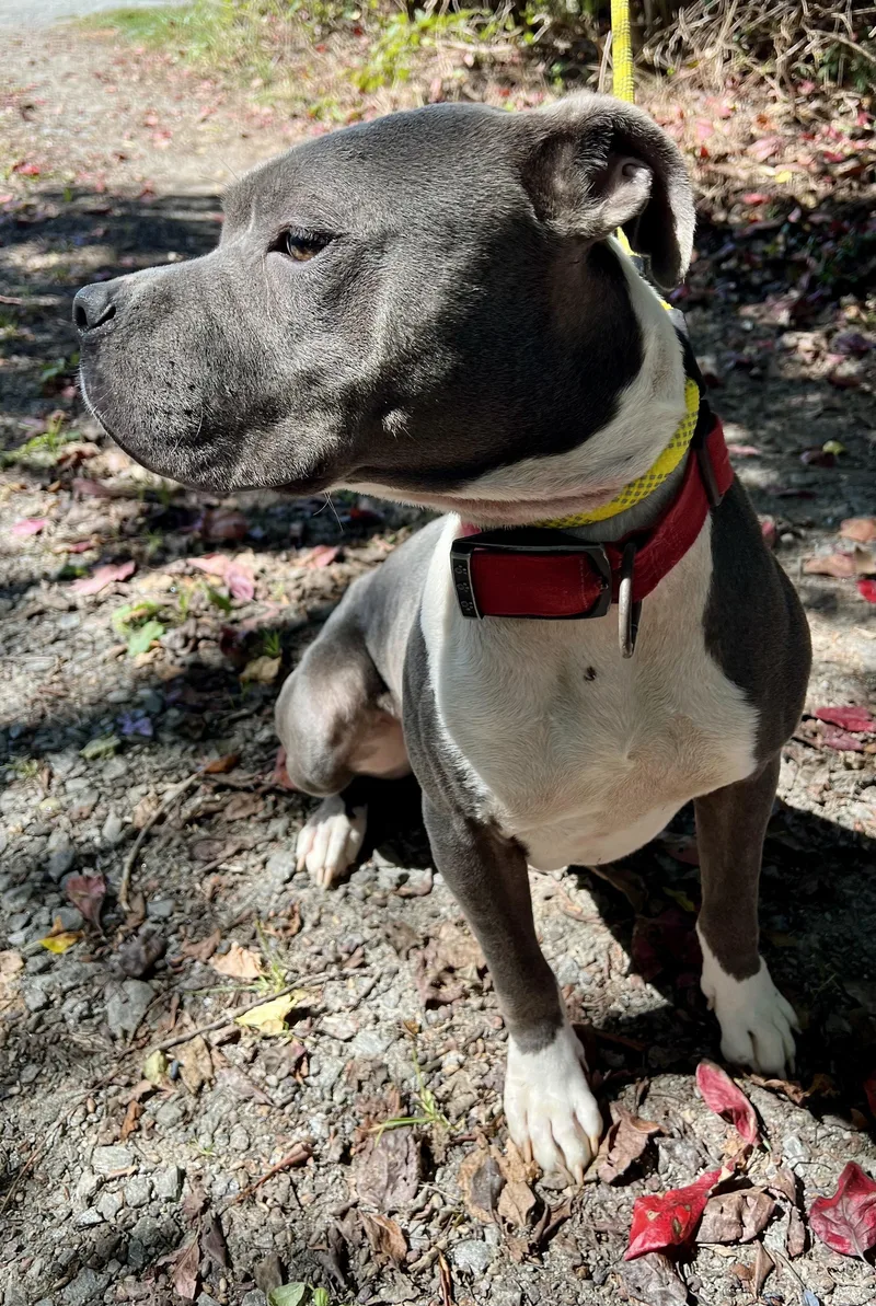 An adult medium-sized female Boxer dog named Mabel for adoption in Sparta, NC